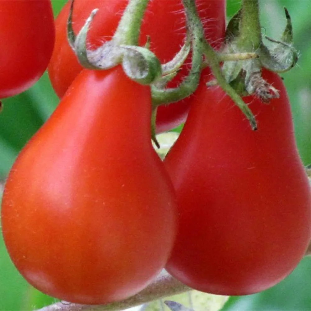 Tomaatti 'Red Pear'