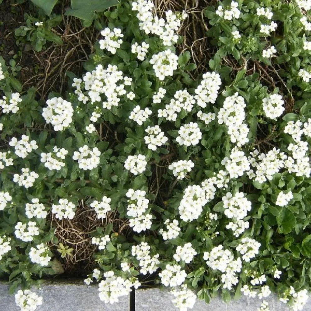 Tunturipitkäpalko 'Snow Carpet'