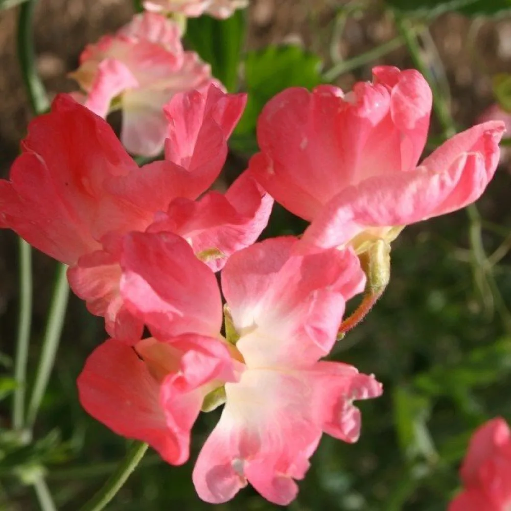 Tuoksuherne 'Princess Elisabeth'