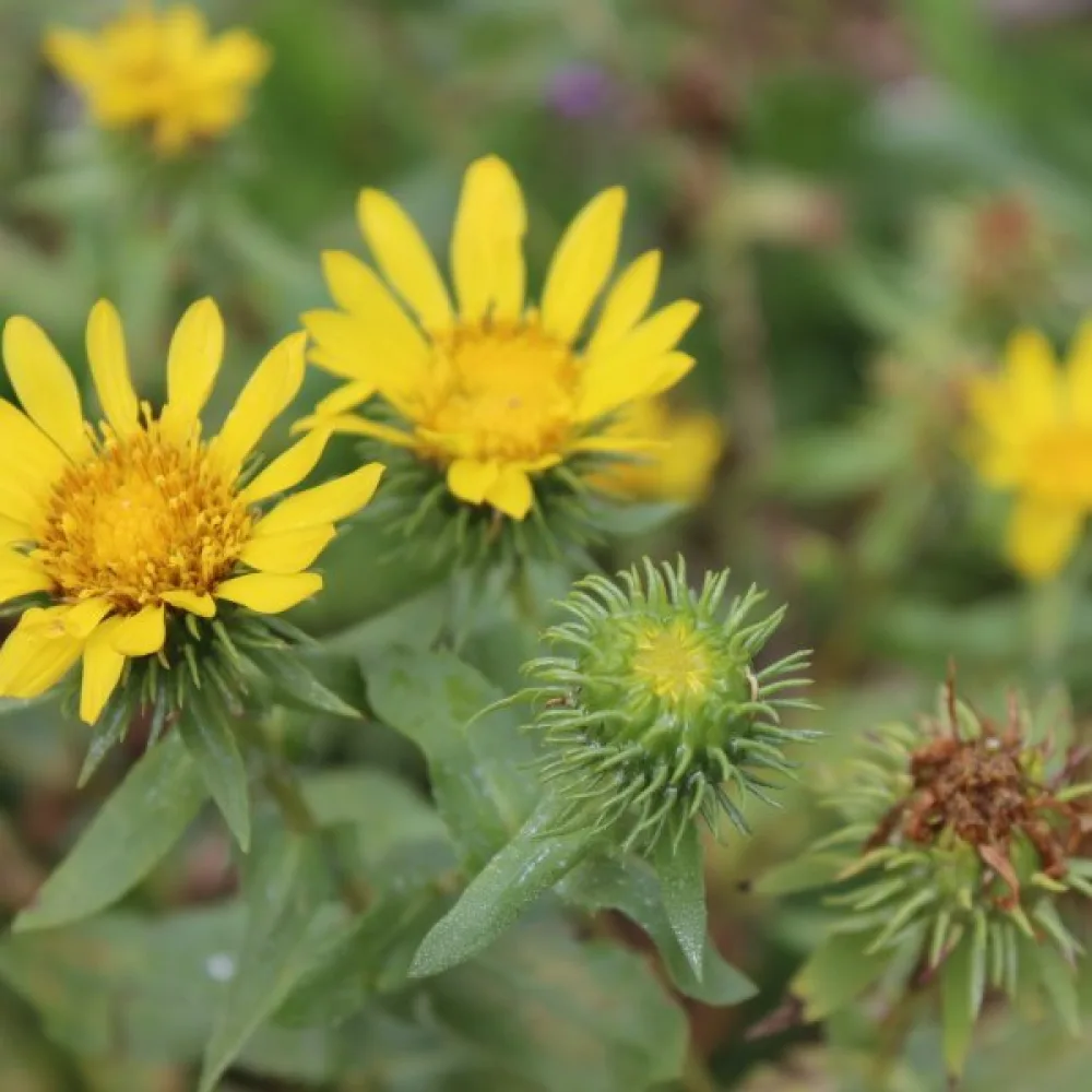 Grindelia