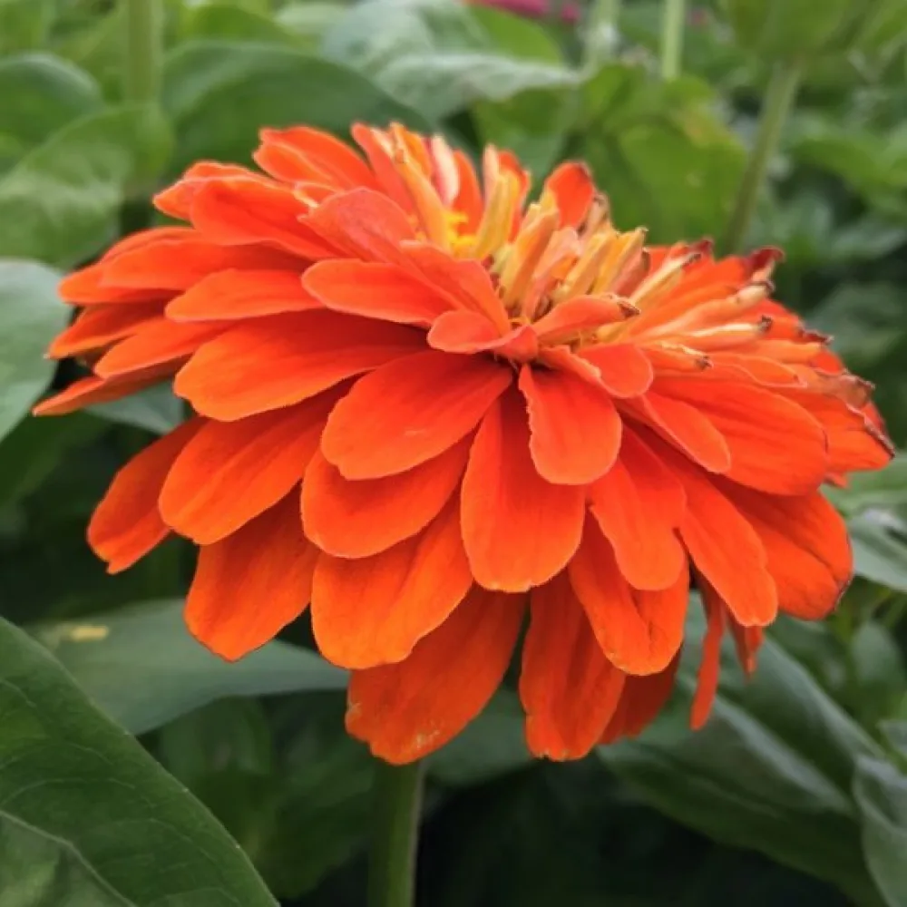 Tsinnia 'Super Yoga Orange'