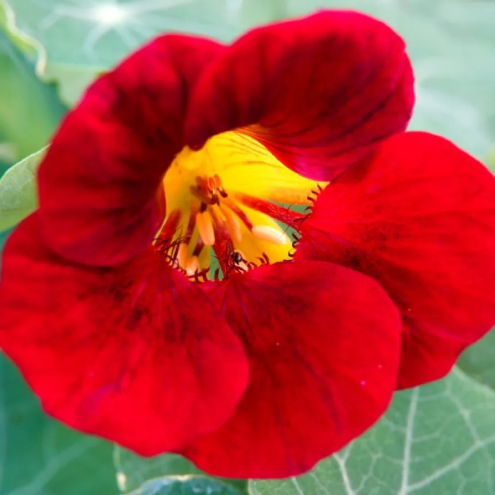 Koristekrassi 'Empress of India' – mikroversoiksi