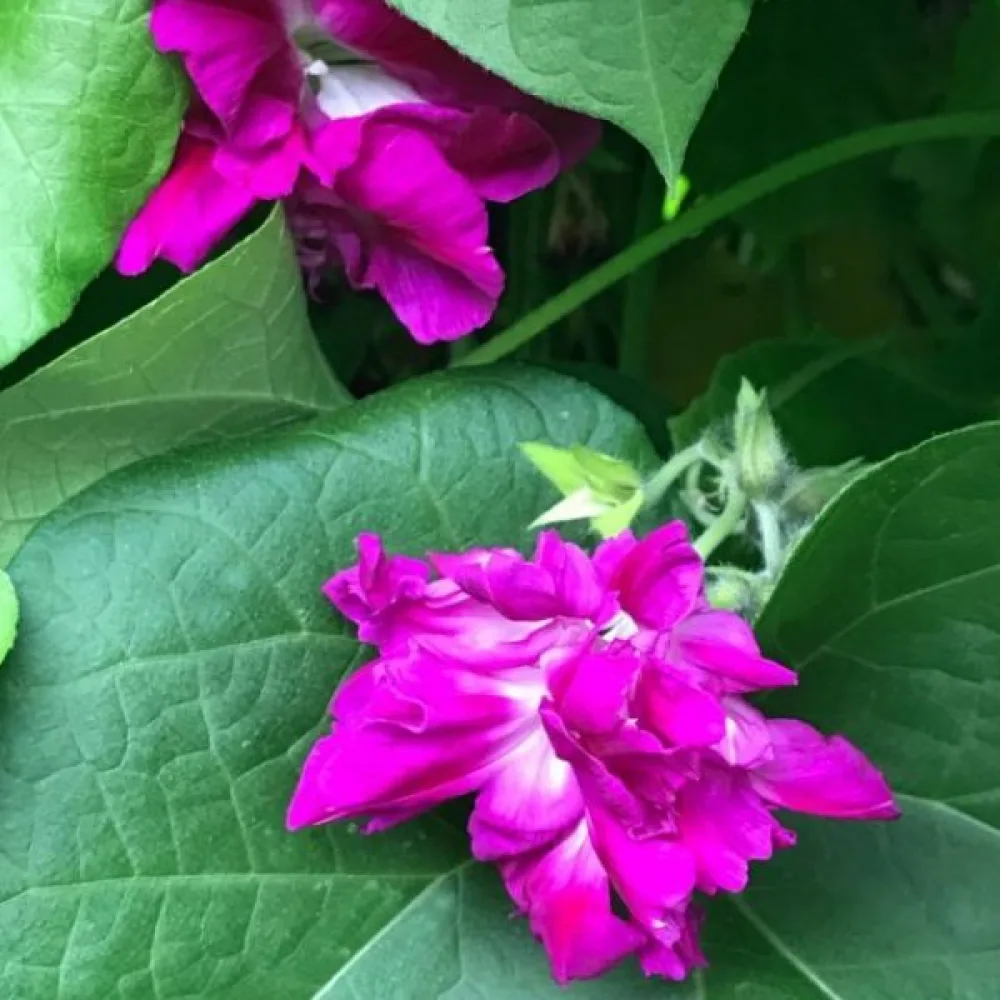 Elämänlanka 'Sunrise Serenade'