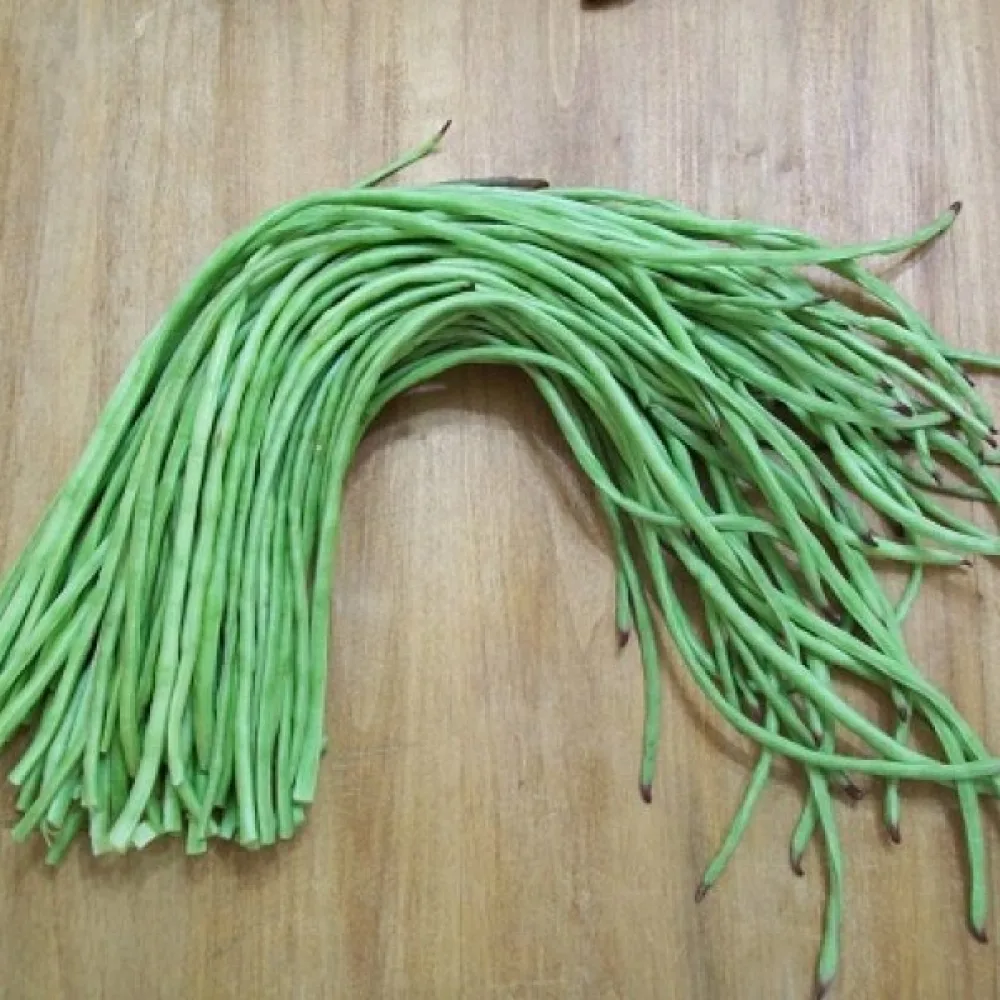 Parsapapu 'Metro Marrone'