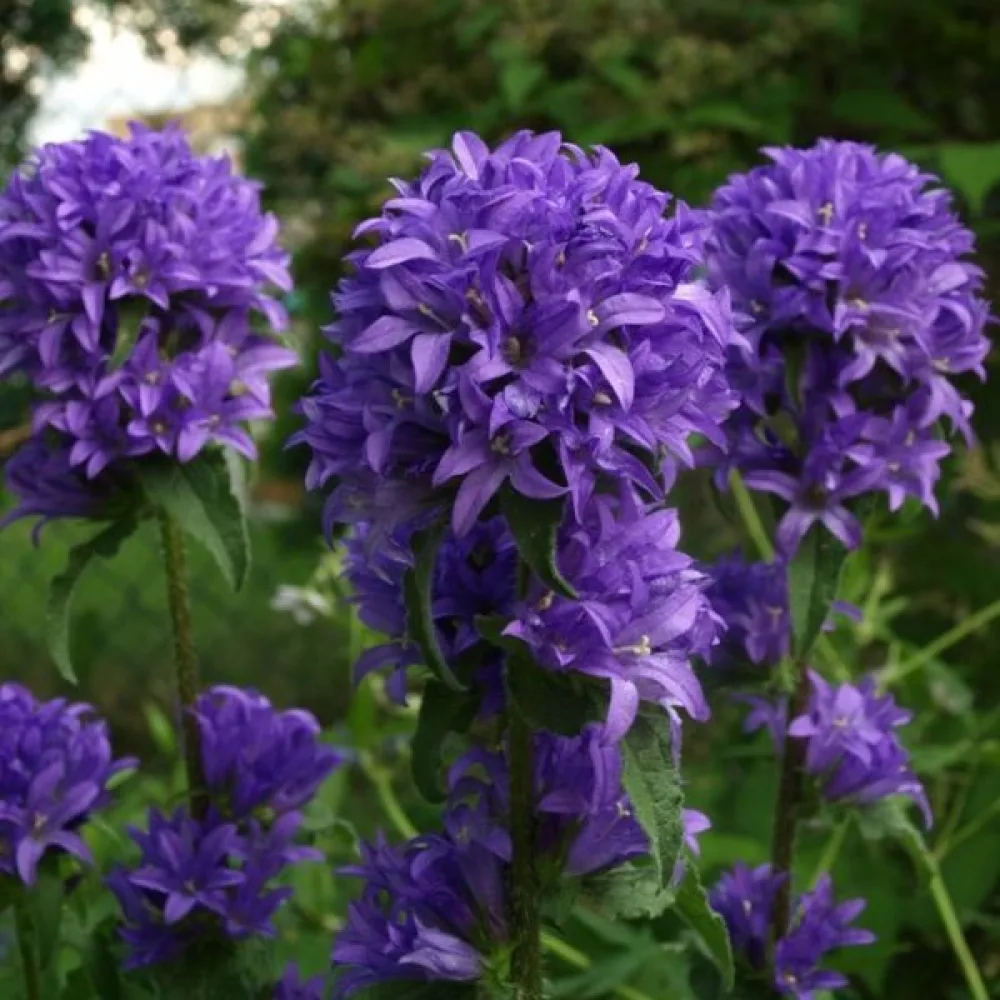 Peurankello Campanula glomerata var. dahurica – violetinsininen