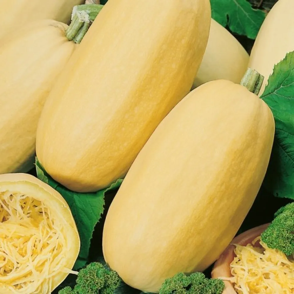 Spagettikurpitsa 'Makaronowa Warszawska'