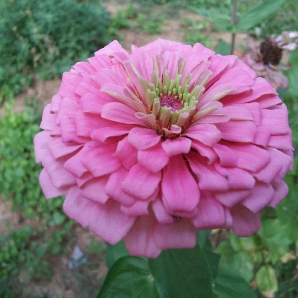 Tsinnia 'Miss Willmott'