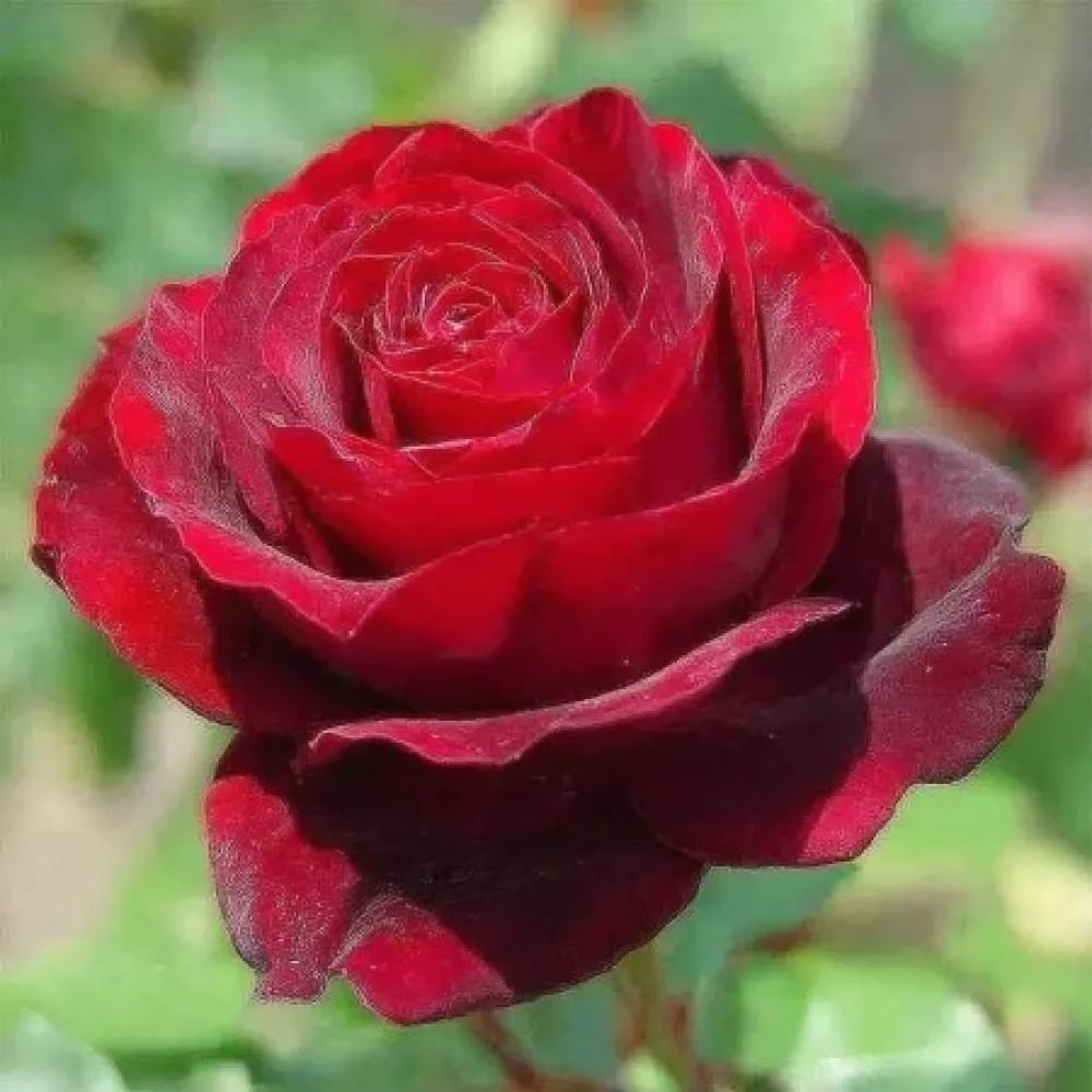 Ruusu 'Ruby Eternity Rose' – paljasjuurinen