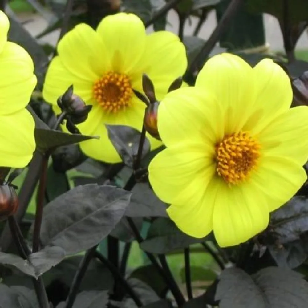 Matala daalia 'Mignon Yellow Shades'