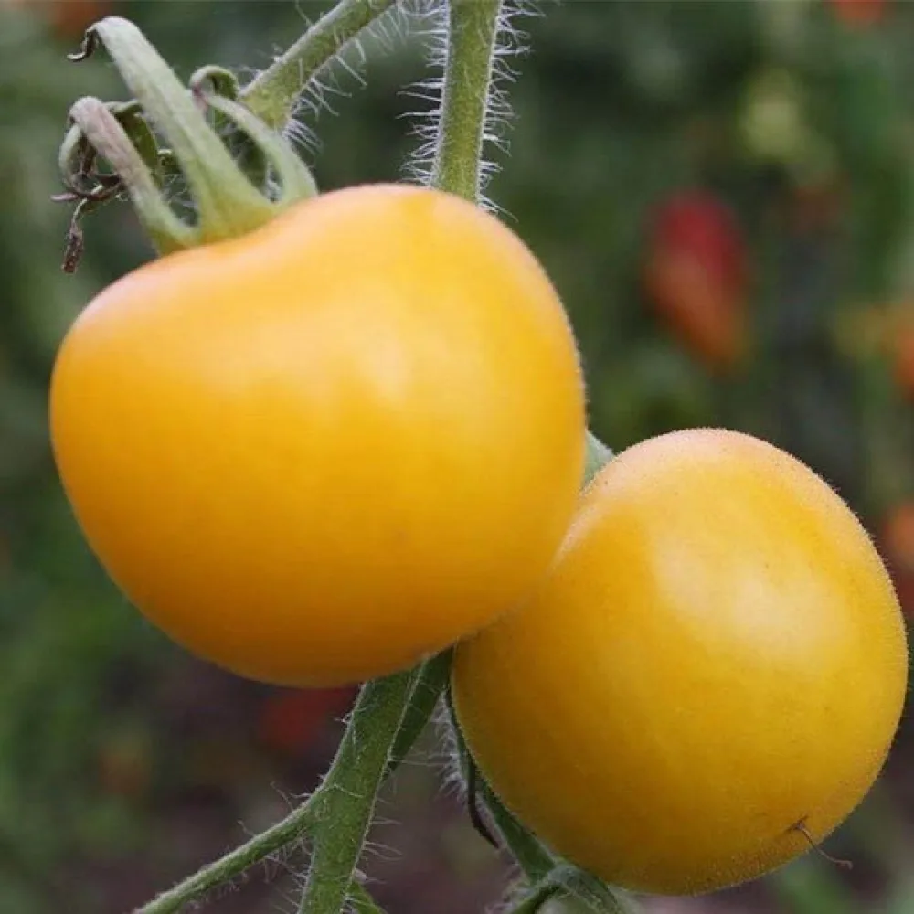 Kirsikkatomaatti 'Yellow Perfection'