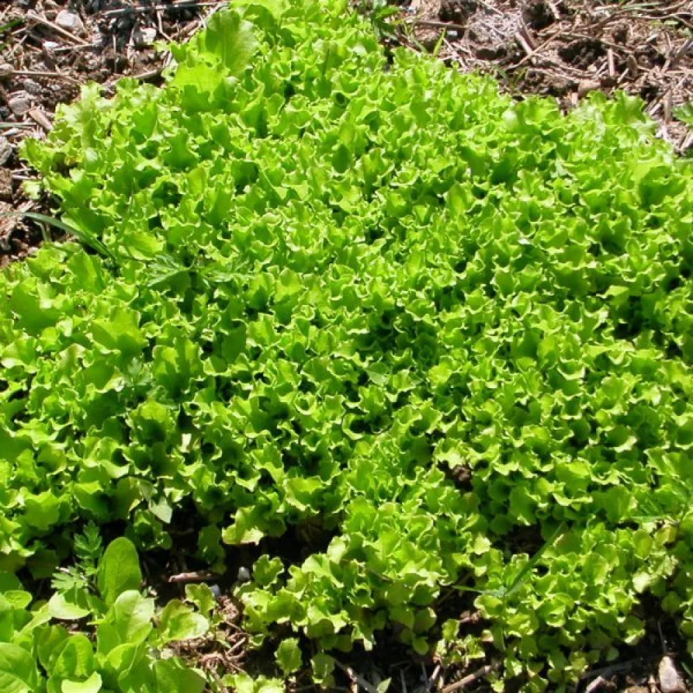 Baby leaf -salaatti 'Bionda a Foglia Riccia'