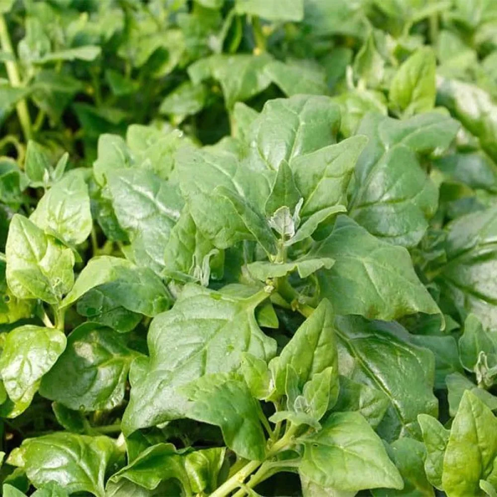 Pinaatti 'Industra'
