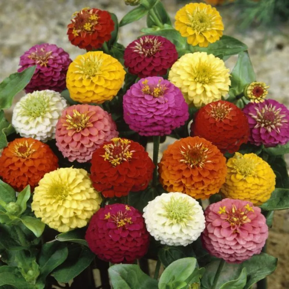 Tsinnia 'Pepito' (sekoitus)