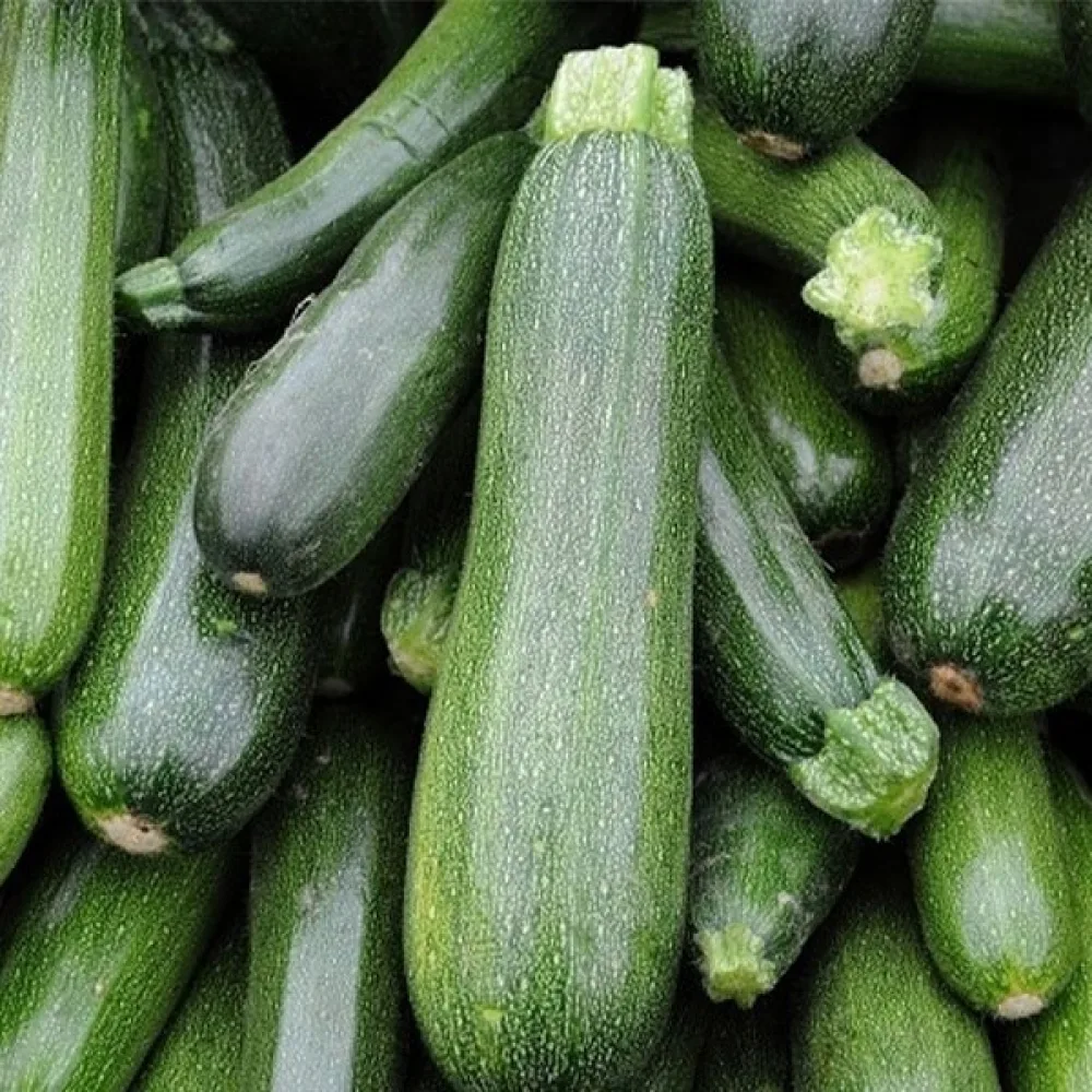 Kesäkurpitsa 'Soraya'