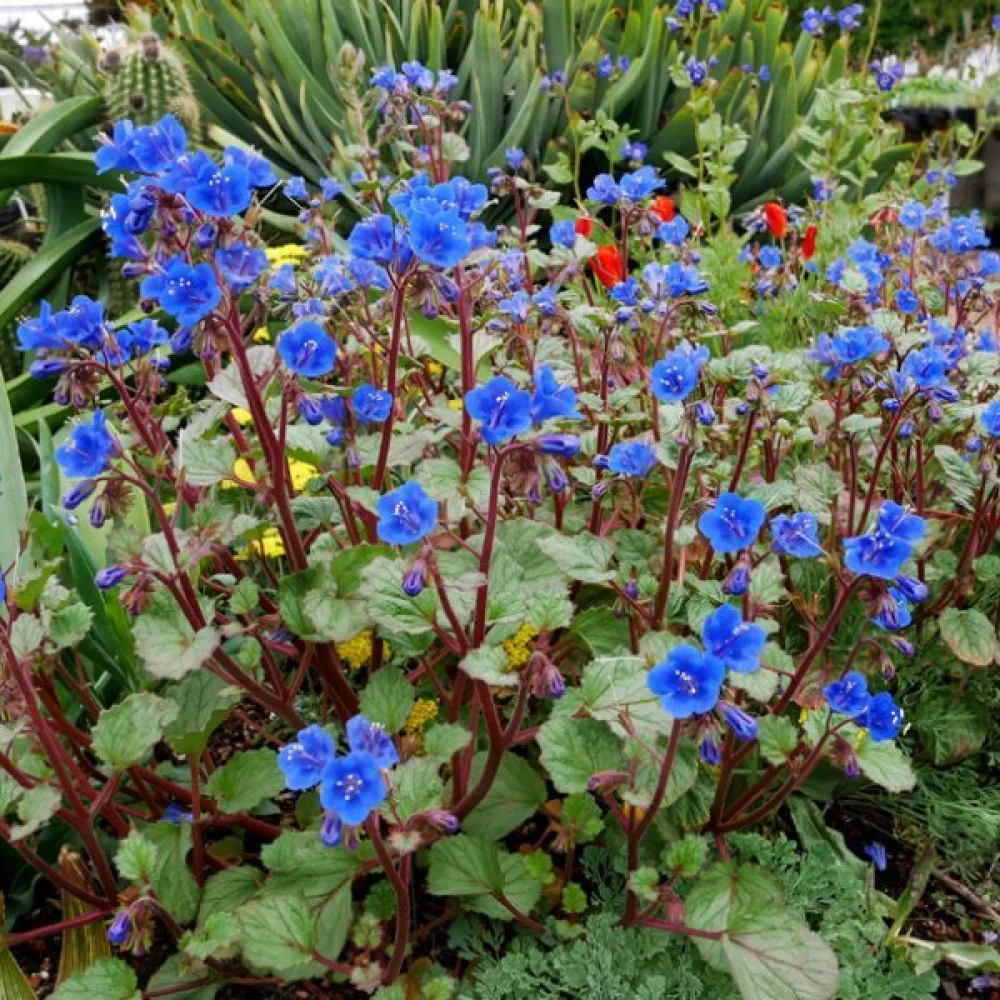 Hunajakukka Phacelia campanularia – sininen