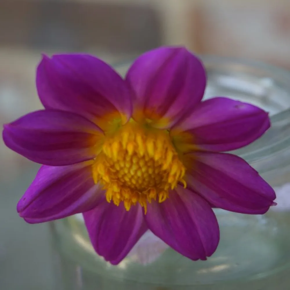 Matala daalia 'Mignon Rose Shades'