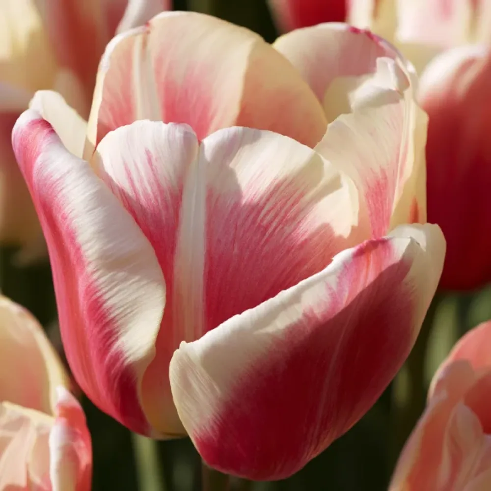 Tulppaani 'Sylvia Warder'