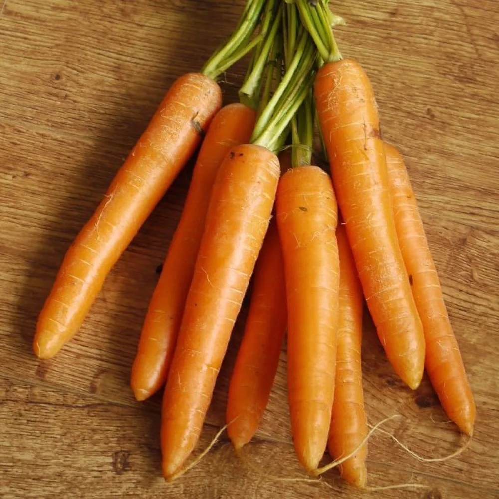 Porkkana 'Berlikumer 2'