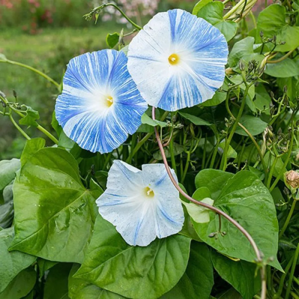 Elämänlanka 'Flying Saucers'
