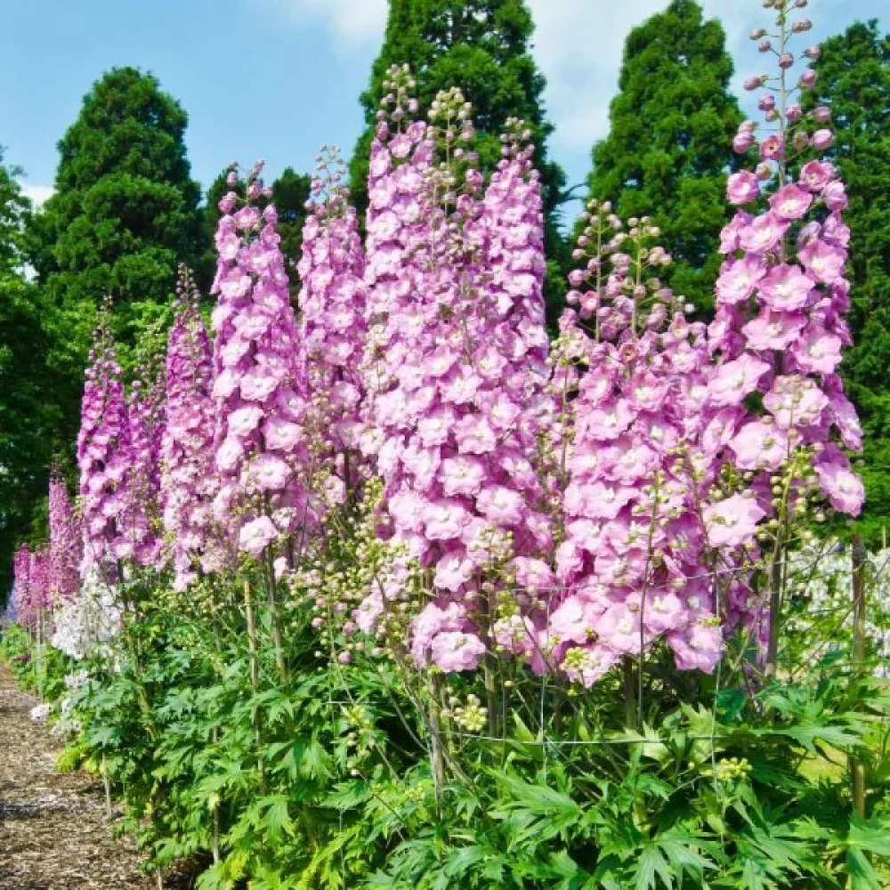 Kesäkukonkannus 'Pink Queen' – vaaleanpunainen