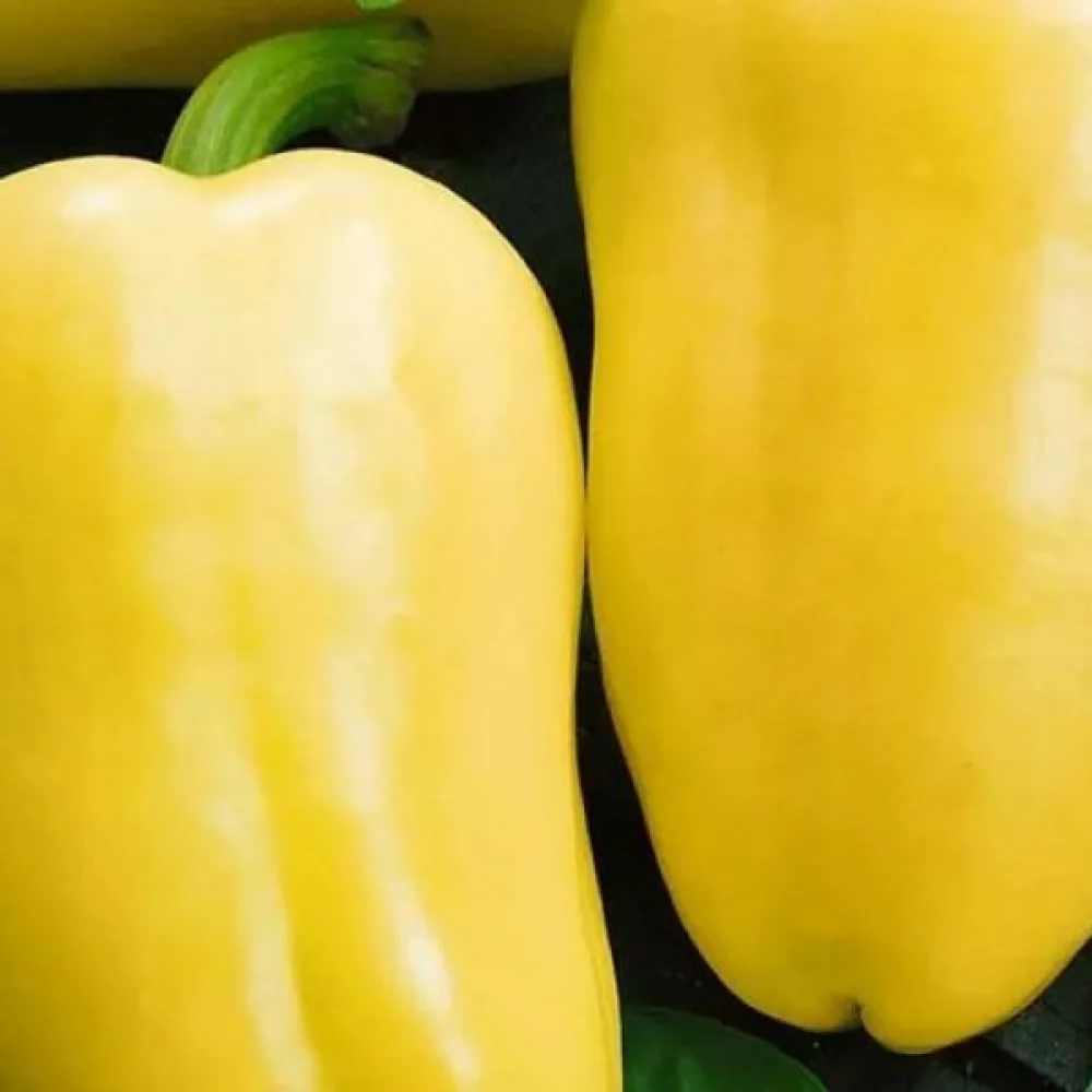 Paprika 'Pusztagold'