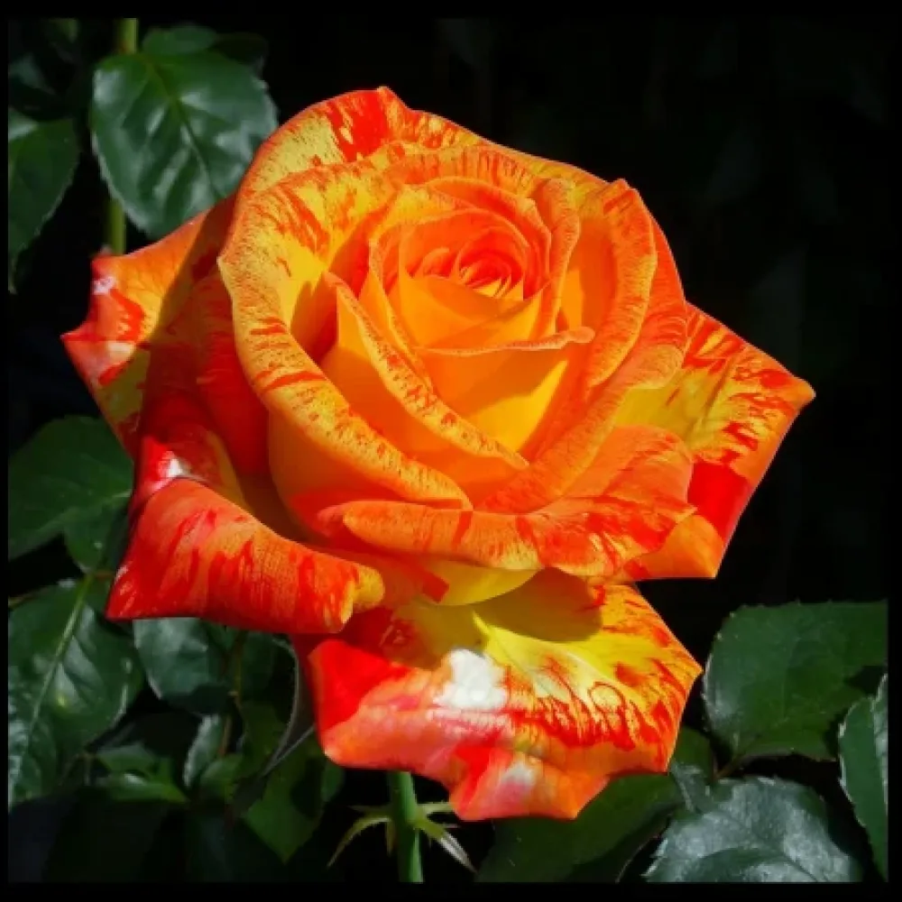 Ruusu 'Summer Memory' – paljasjuurinen