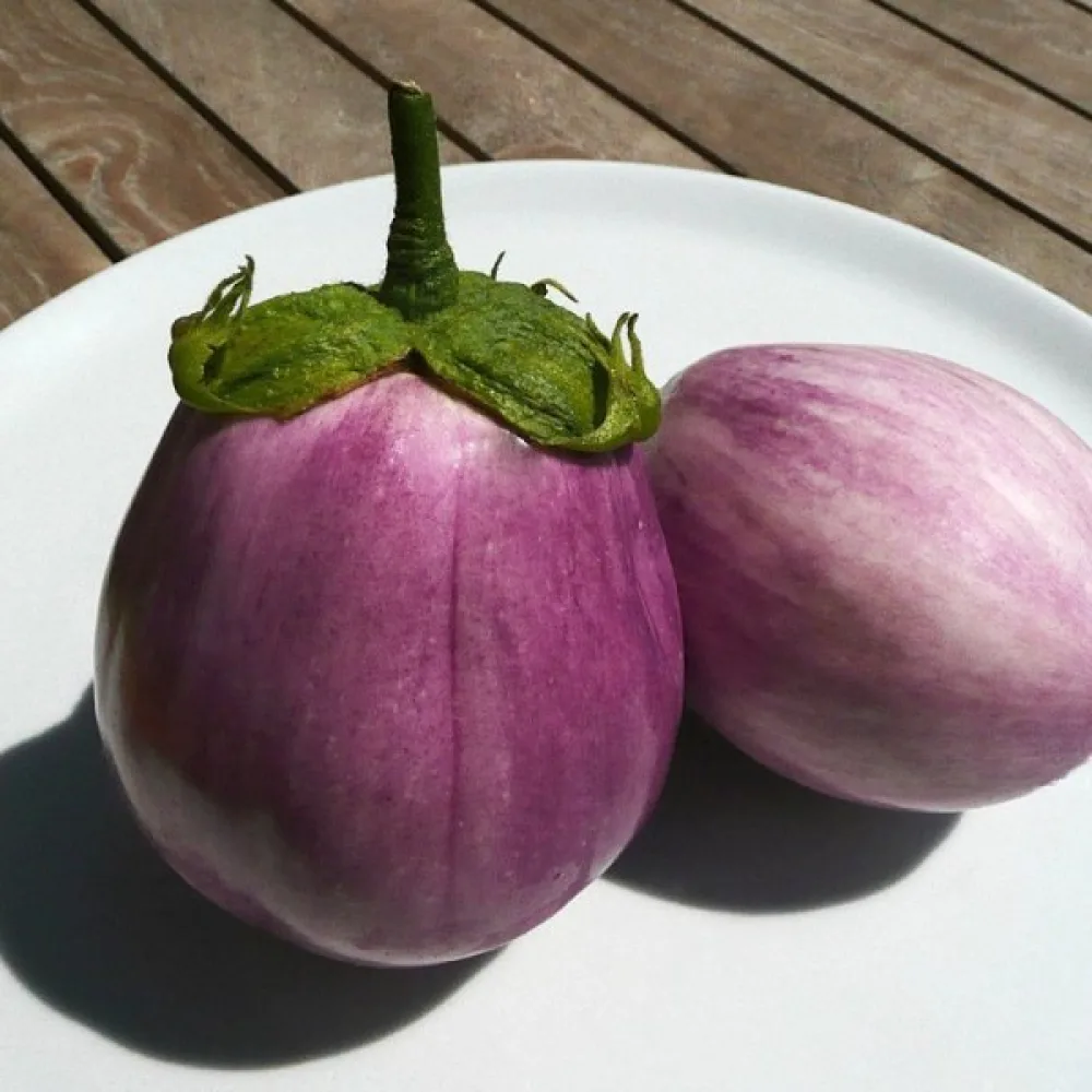 Munakoiso 'Rotonda Bianca Sfumata di Rosa'