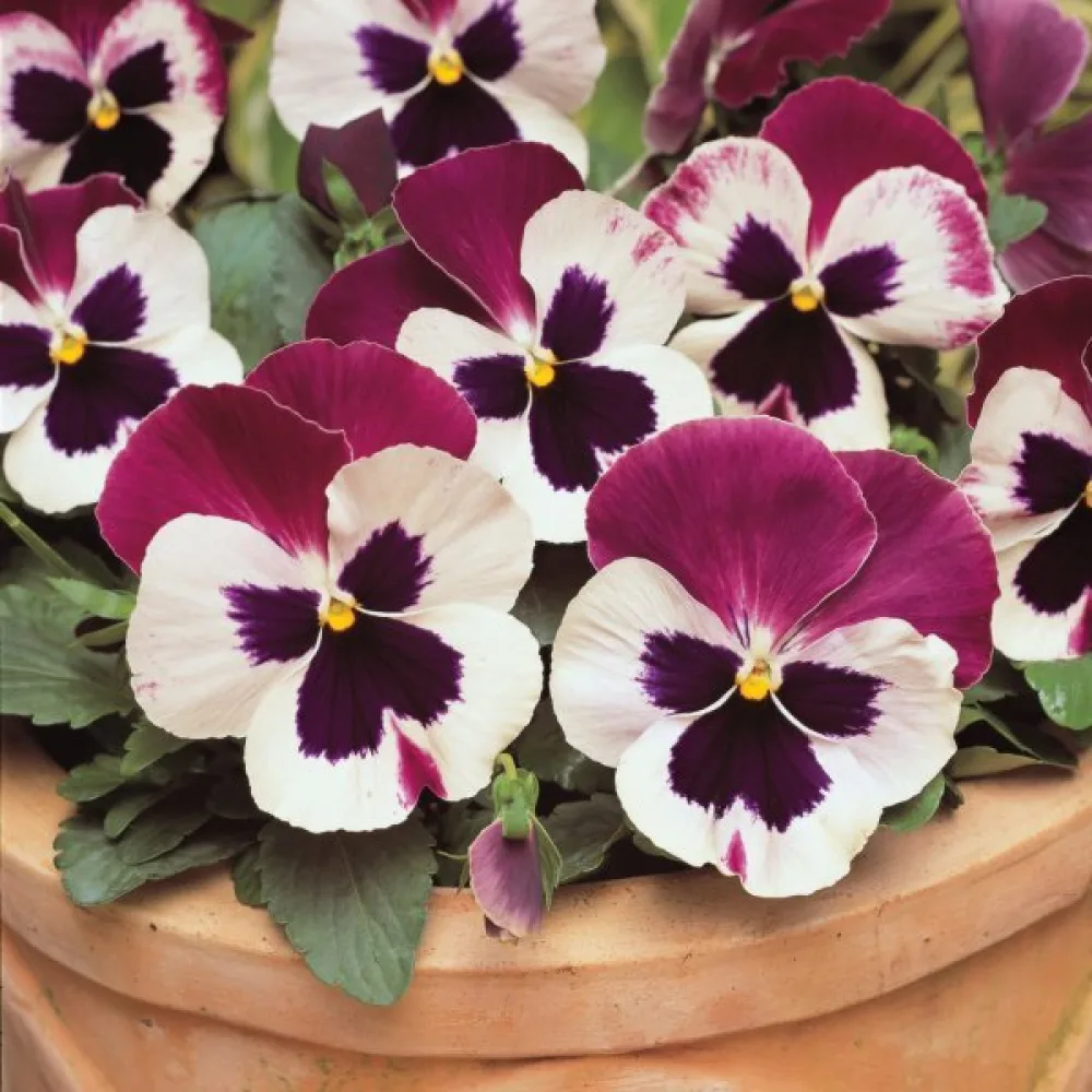 Tarhaorvokki 'Springtime Cassis'