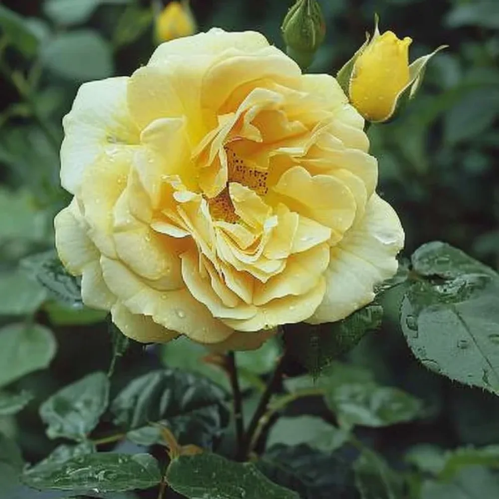 Ruusu 'Pink Sunset'