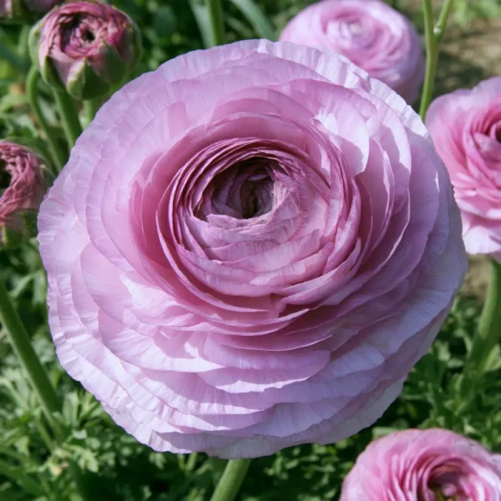 Aasianleinikki 'Elegance Milka'