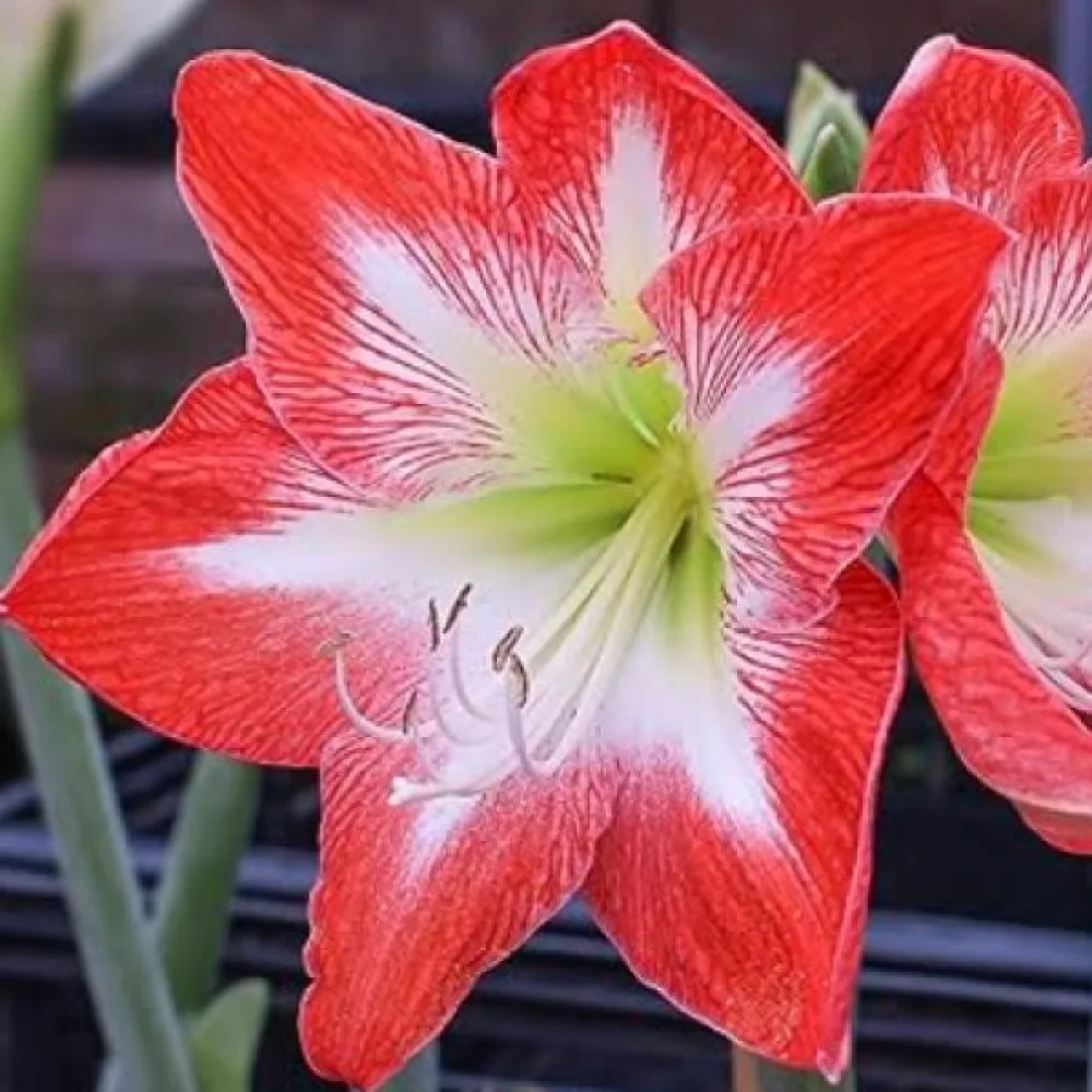 Ritarinkukka 'Minerva striped'