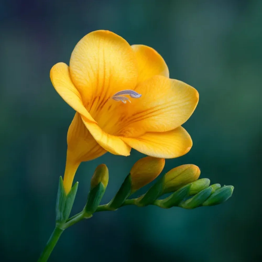 Freesia 'Yellow Single'