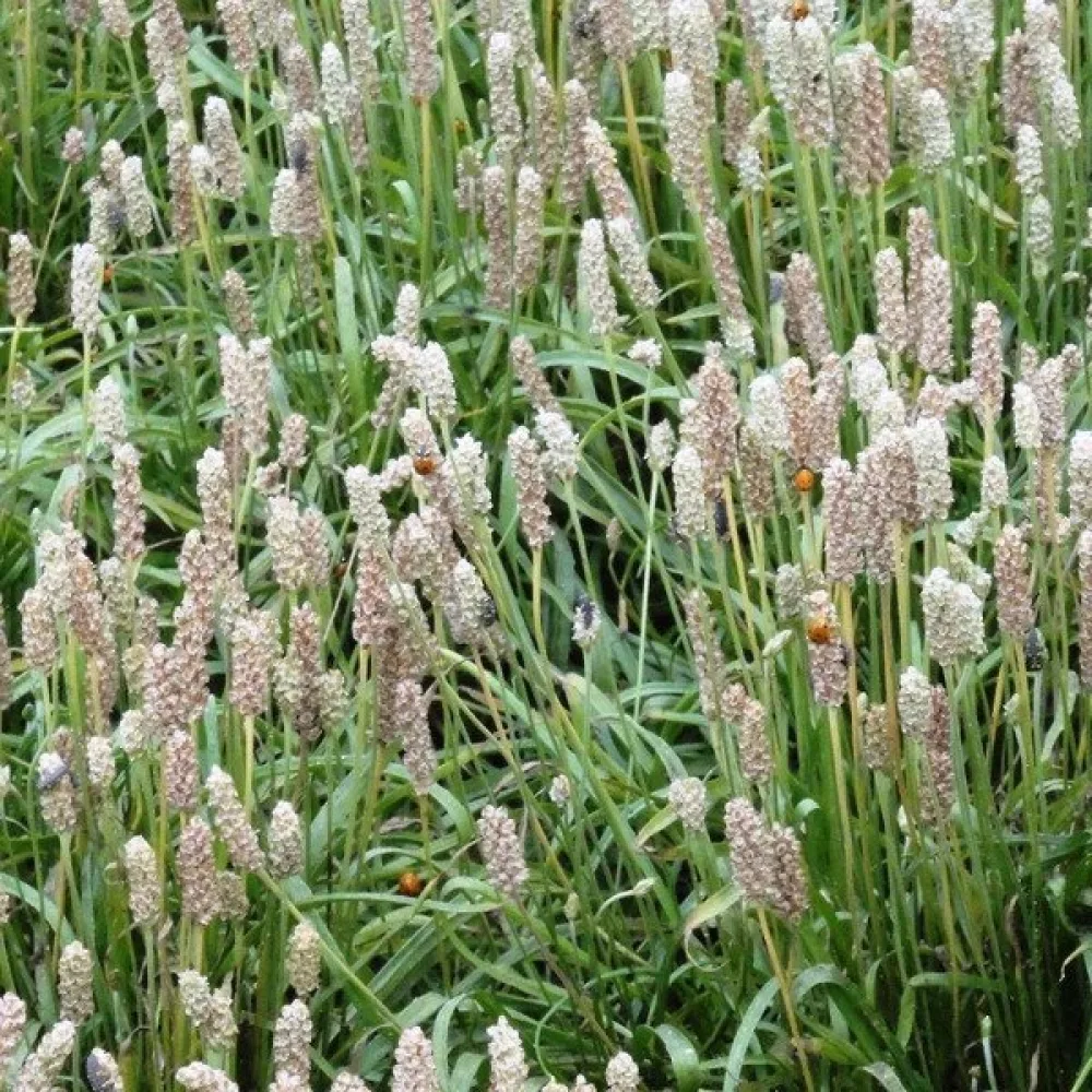 Psyllium-ratamo