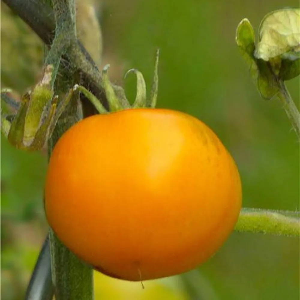 Tomaatti 'Orange Queen'