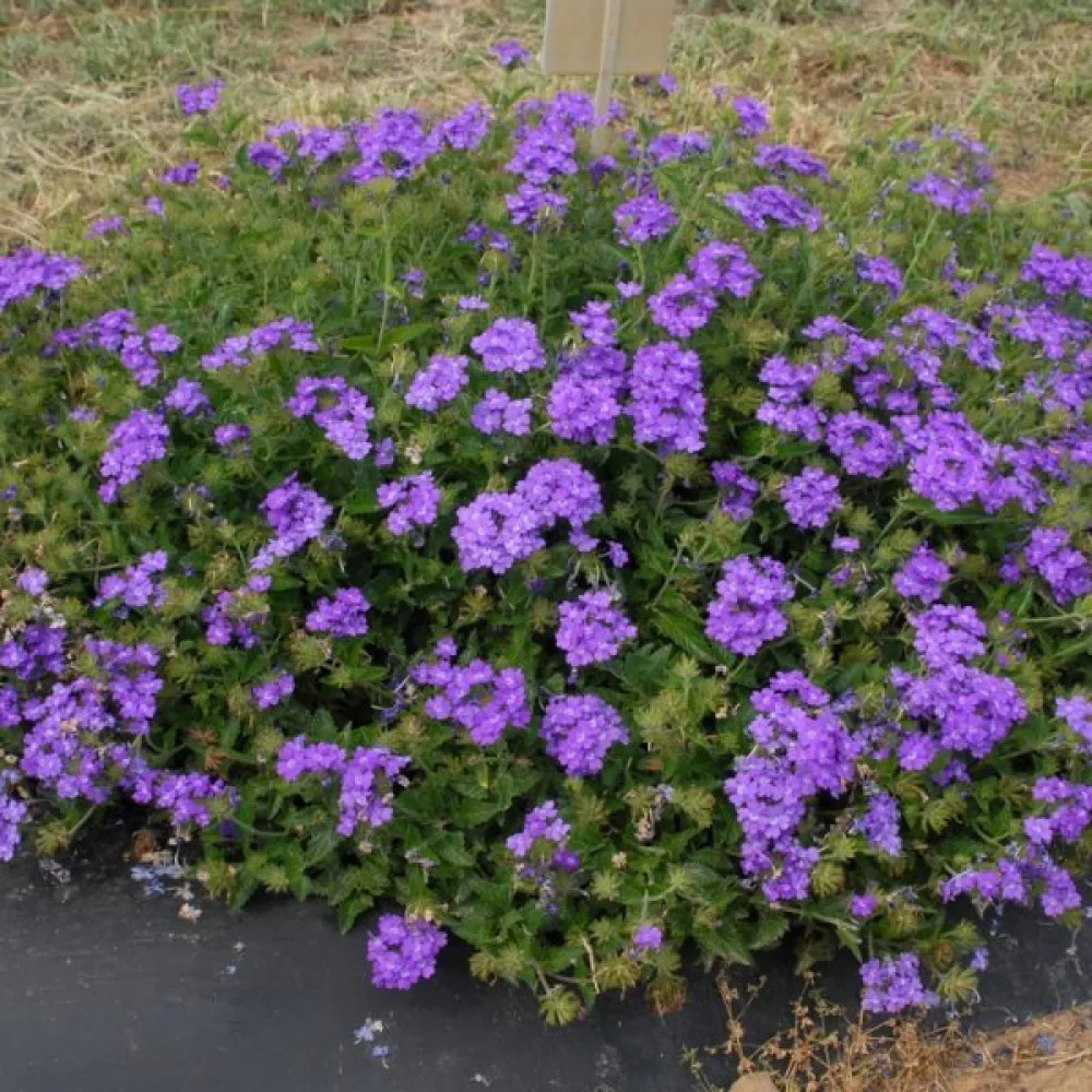 Tarhaverbena 'Splendor', violetti valkosilmäinen