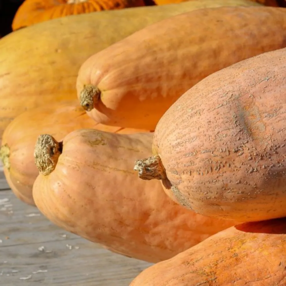Kurpitsa 'Pink Banana Jumbo'