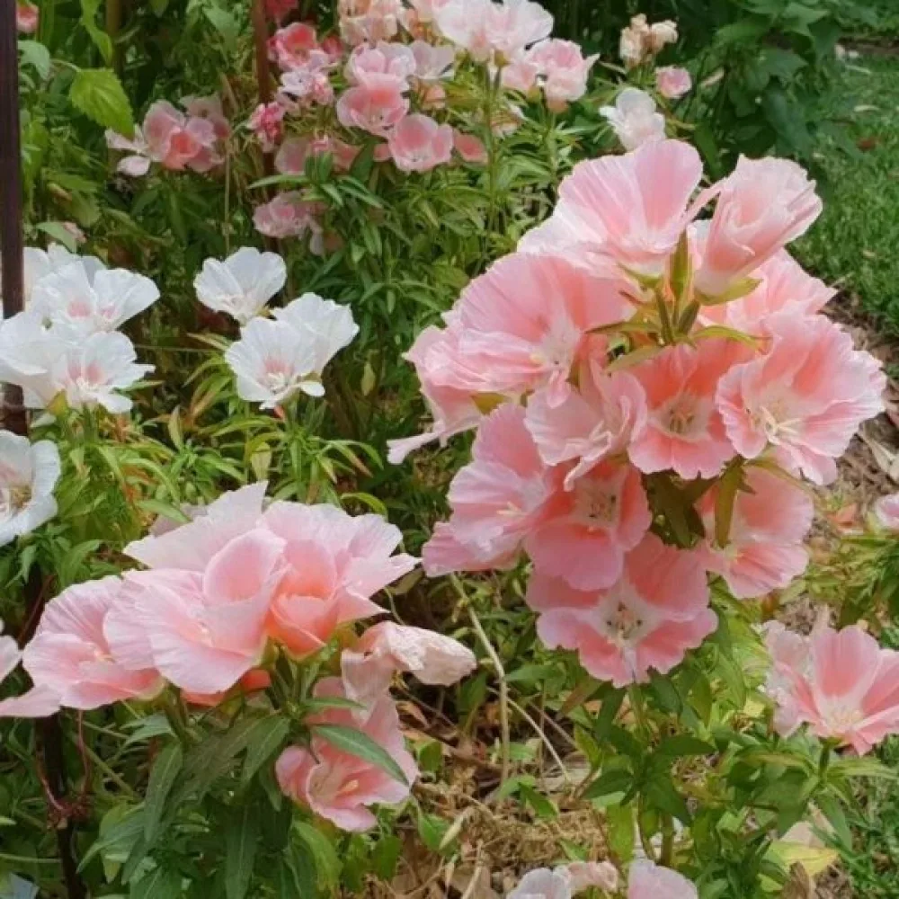 Kesäatsalea 'Sybil Sherwood', lohenpunainen