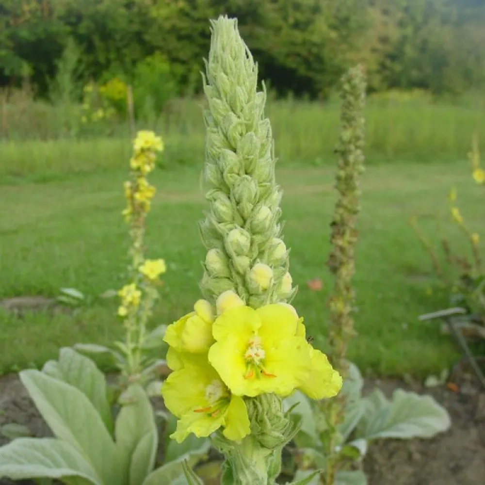 Tulikukka Verbascum densiflorum