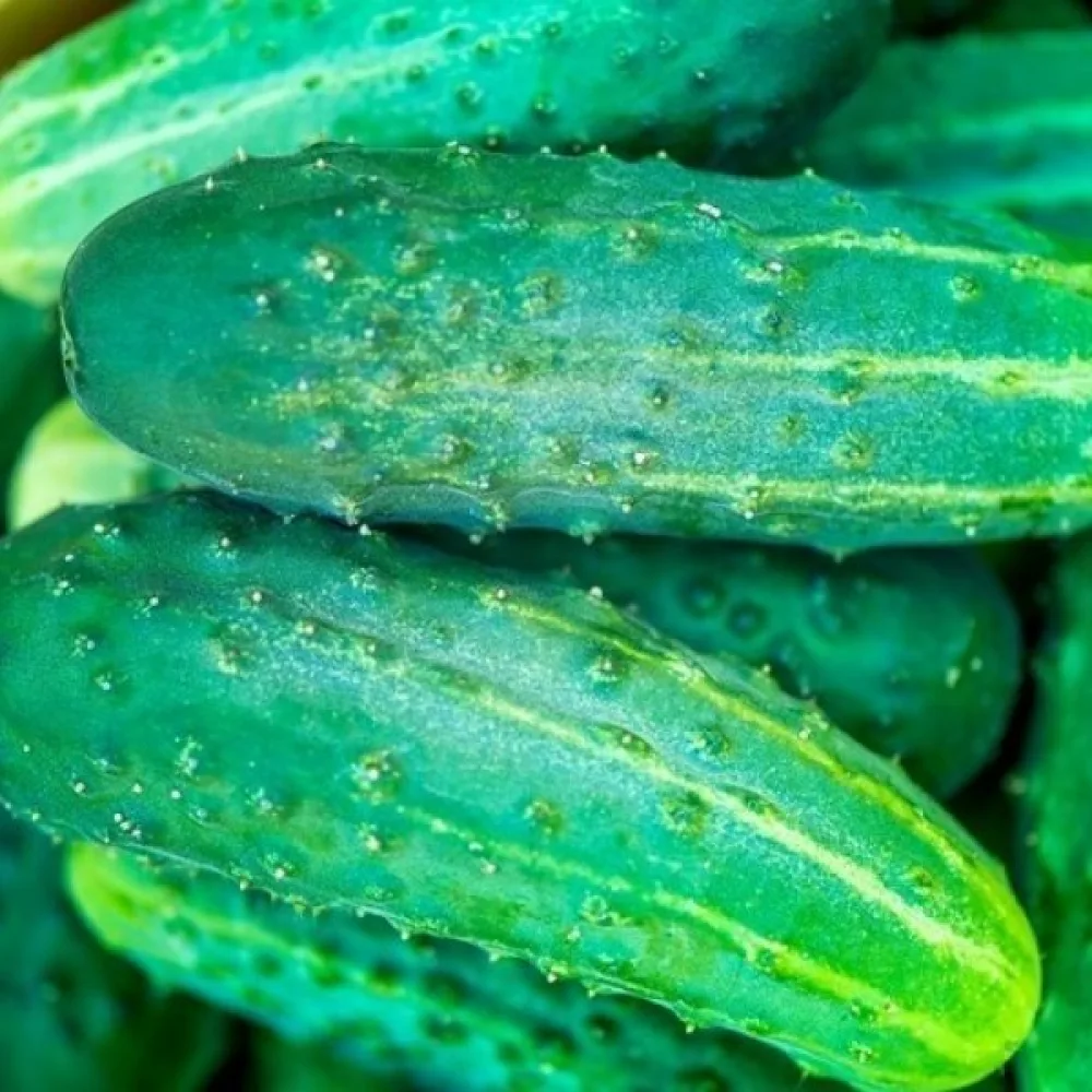 Avomaankurkku 'Cezar' F1