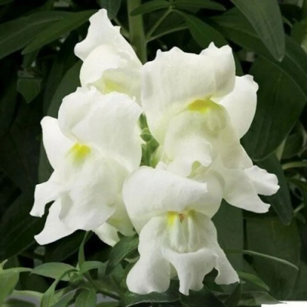 Leijonankita 'Snowflake'