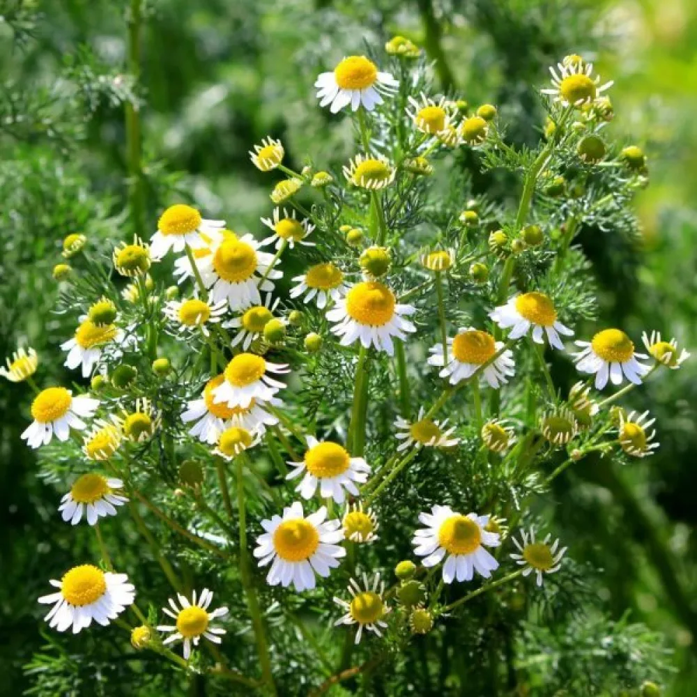Roomankamomilla Anthemis nobilis
