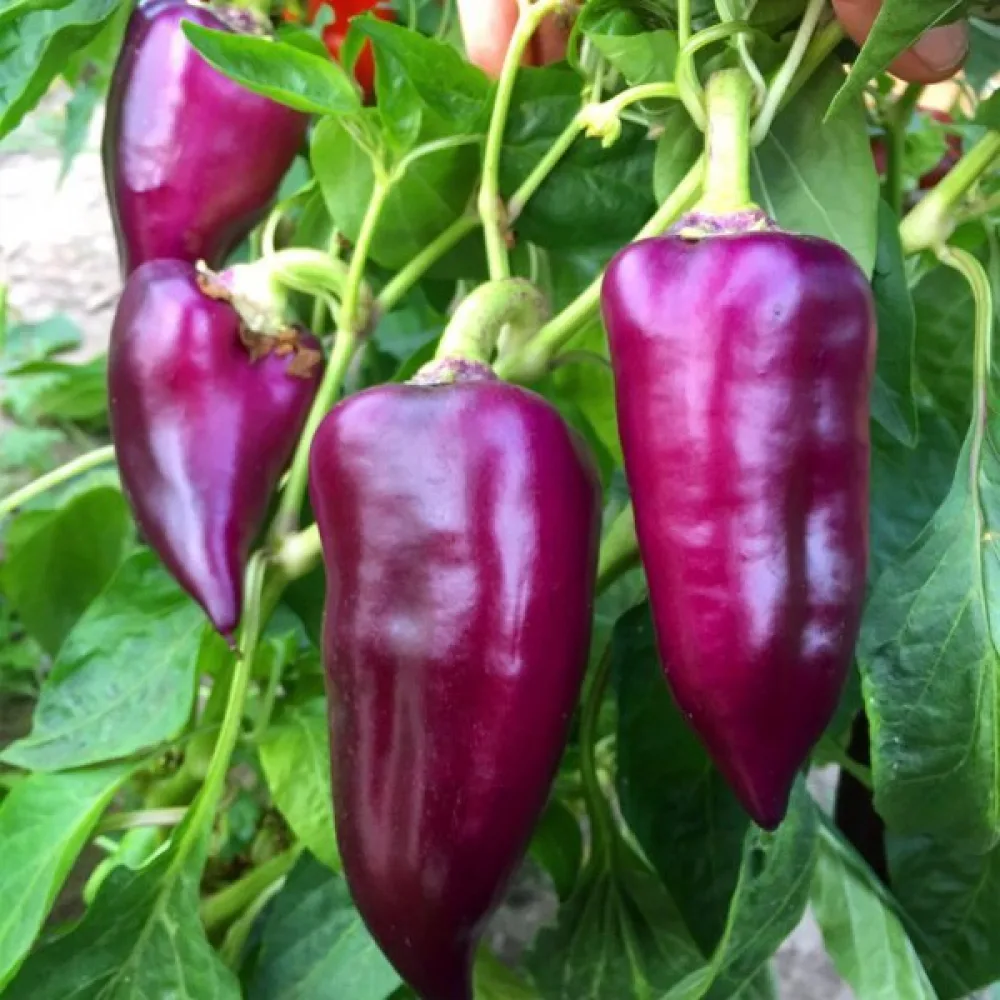 Paprika 'Oda Violet'