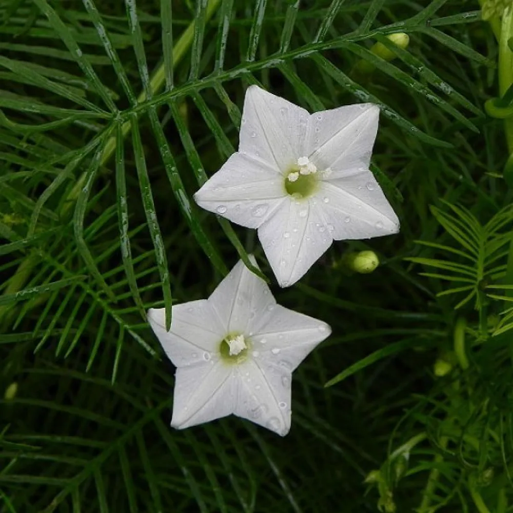 Sypressiköynnös Ipomoea pennata – valkoinen