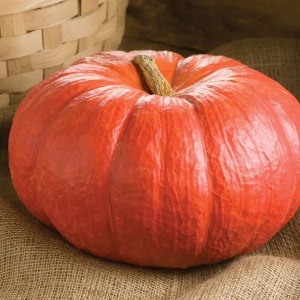 Kurpitsa 'Rouge Vif d'Étampes'