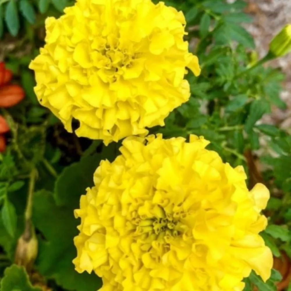 Ruusukesamettikukka 'Gypsy Sunshine'