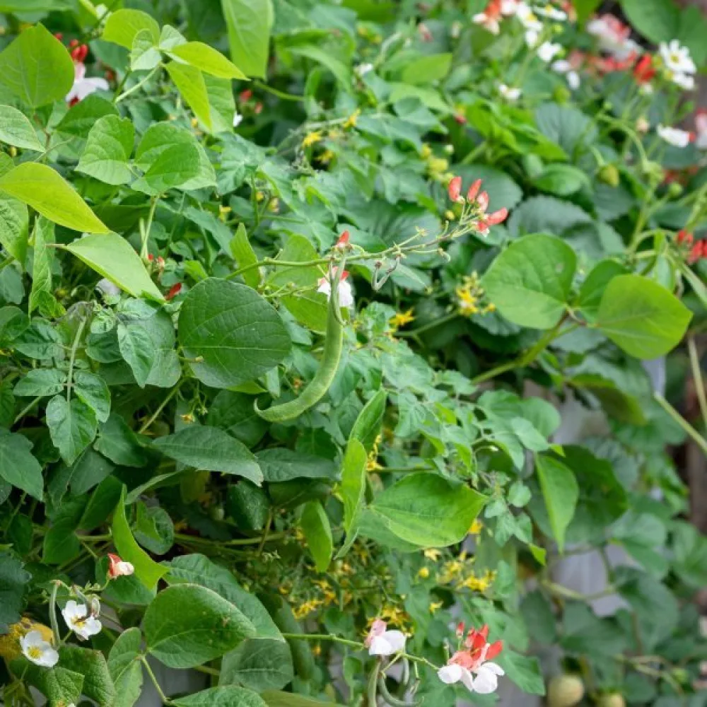 Ruusupapu 'Hestia'