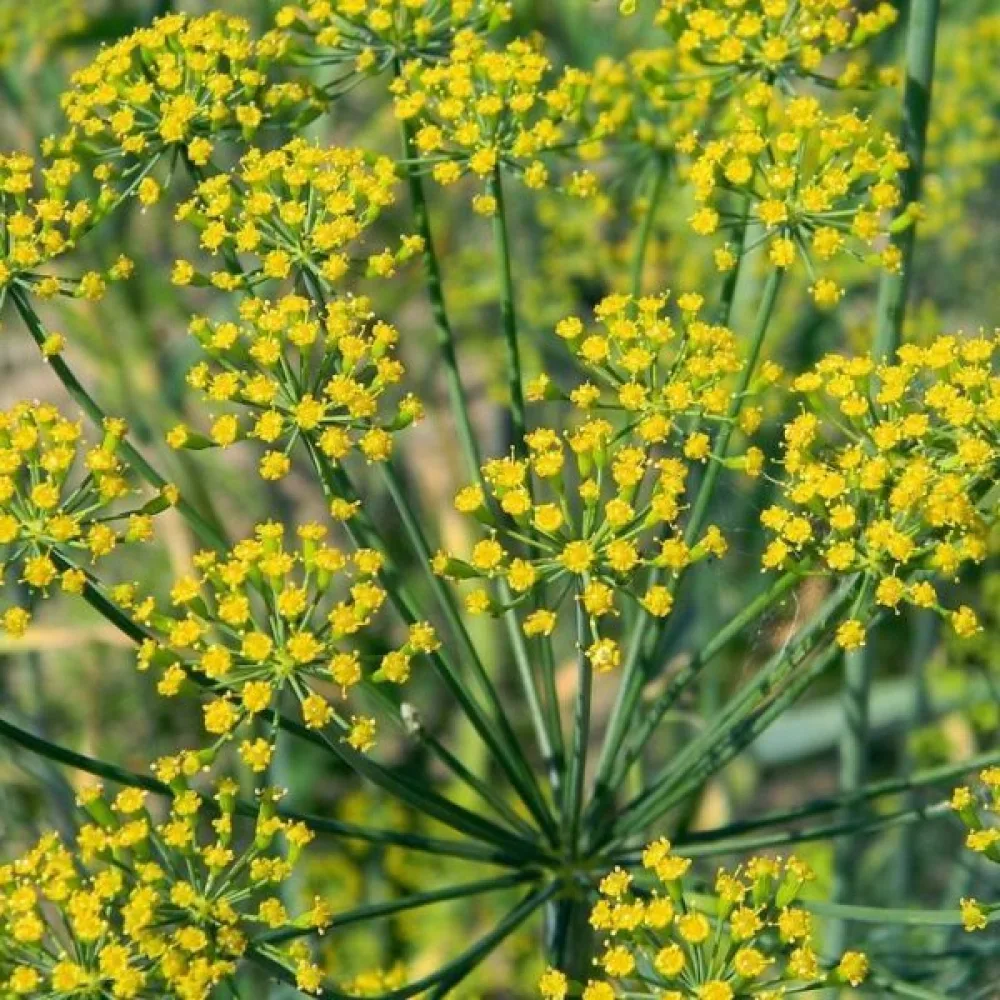 Tilli Anethum graveolens