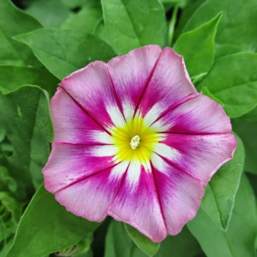 Kolmivärikierto 'Rose Ensign'