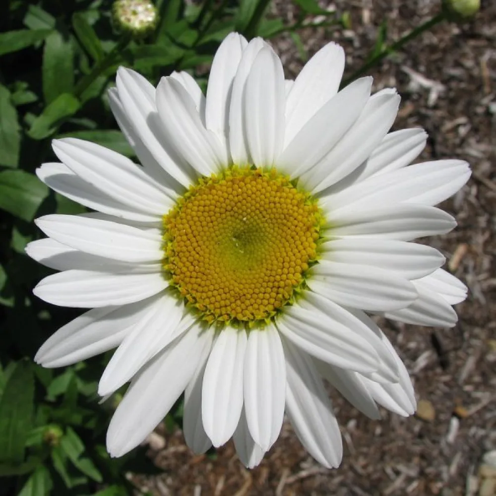 Krysanteemi 'Silver Princess', valkoinen