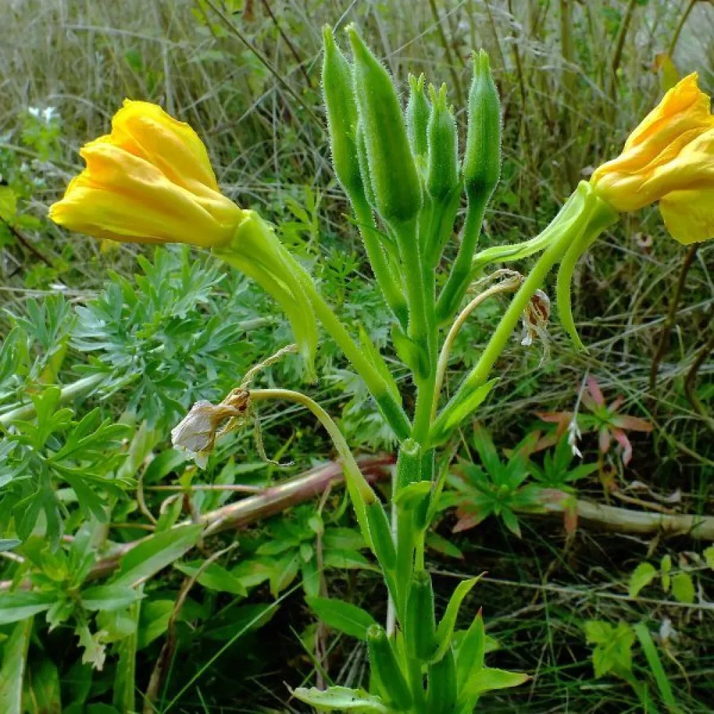 Helokki Oenothera paradoxa